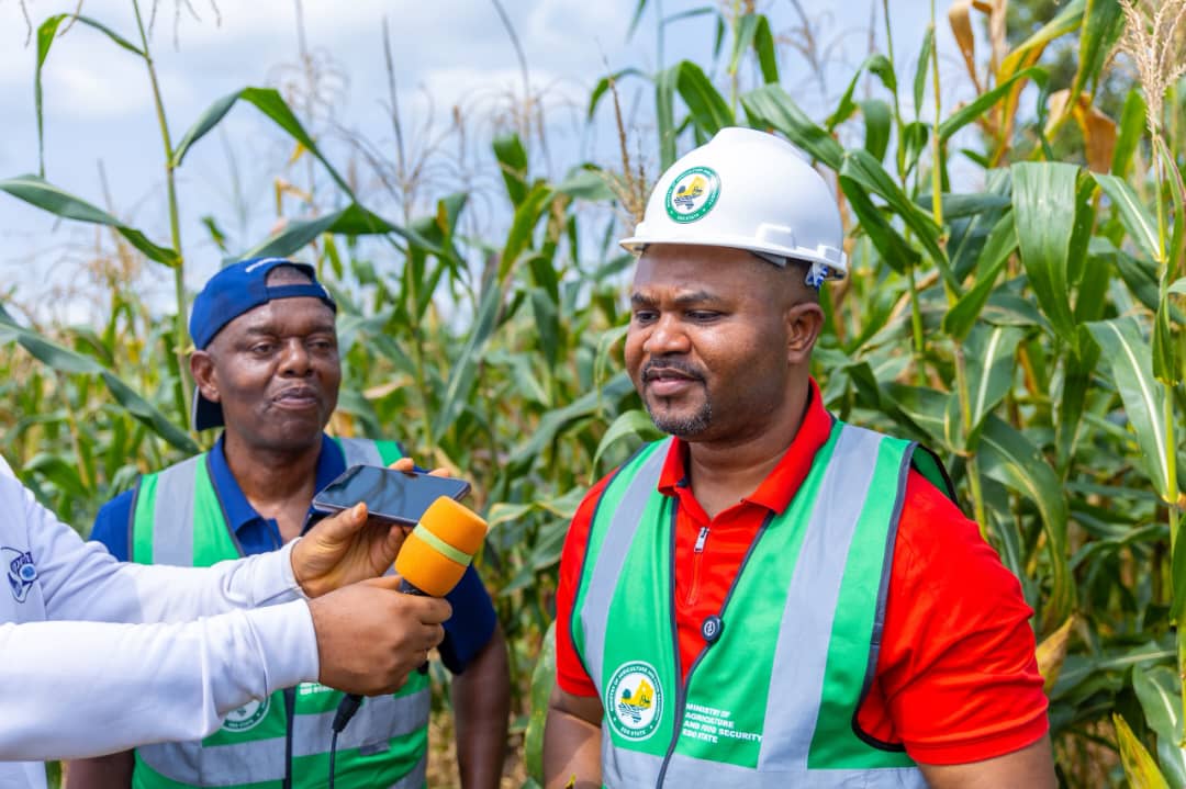 EDSG Begins Harvest of Over 500 Hectares of Maize at Udomi Farm